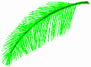 Palm Branch